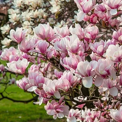 Магнолия  Магнолия в Ростове-на-Дону