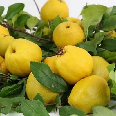 Айва ЯПОНСКАЯ  Айва ЯПОНСКАЯ в Ростове-на-Дону