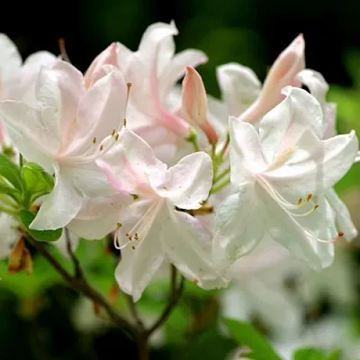 Азалия УАЙТ ЛАЙТС листопадная в Ростове-на-Дону