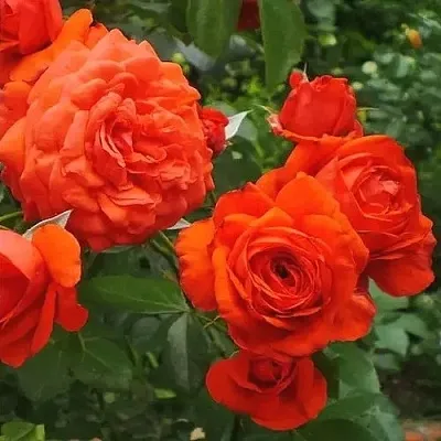 Саженцы роз МАЙНТАУЭР плетистая  Саженцы роз МАЙНТАУЭР плетистая в Ростове-на-Дону