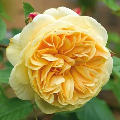 Саженцы роз ТИЗИНГ ДЖОРДЖИЯ английская  Саженцы роз ТИЗИНГ ДЖОРДЖИЯ английская в Ростове-на-Дону