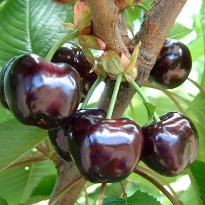 Черешня МУСКАТНАЯ  Черешня МУСКАТНАЯ в Ростове-на-Дону