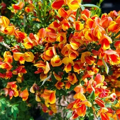 Ракитник АНДРЕАНУС  Ракитник АНДРЕАНУС в Ростове-на-Дону