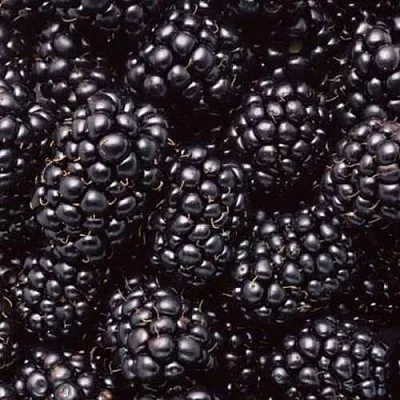 Ежевика ОРКАН бесшипная  Ежевика ОРКАН бесшипная в Ростове-на-Дону