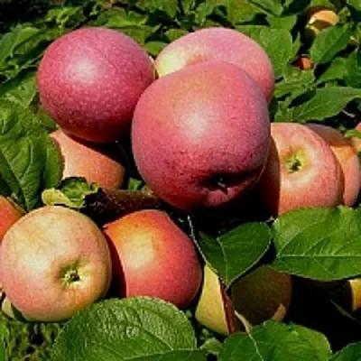 Яблоня СЛАВА ПОБЕДИТЕЛЯМ  Яблоня СЛАВА ПОБЕДИТЕЛЯМ в Ростове-на-Дону