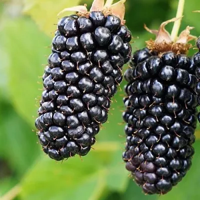 Ежевика КОЛАМБИЯ ГИГАНТ бесшипная  Ежевика КОЛАМБИЯ ГИГАНТ бесшипная в Ростове-на-Дону