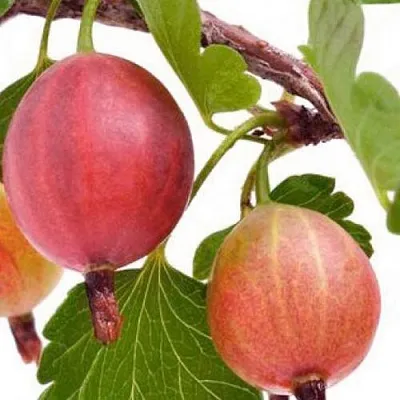 Крыжовник ЯРКИЙ  Крыжовник ЯРКИЙ в Ростове-на-Дону