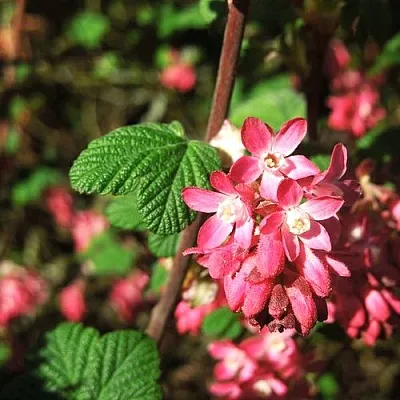 Смородина кроваво-красная ПУЛБОРО СКАРЛЕТ   Смородина кроваво-красная ПУЛБОРО СКАРЛЕТ  в Ростове-на-Дону