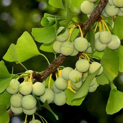 Гинкго билоба  Гинкго билоба в Ростове-на-Дону