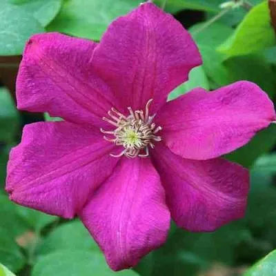 Клематис ЭРНЕСТ МАРКХАМ  Клематис ЭРНЕСТ МАРКХАМ в Ростове-на-Дону