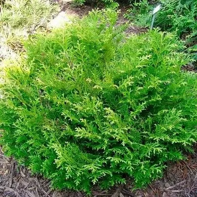 Туевик НАНА долотовидный   Туевик НАНА долотовидный  в Ростове-на-Дону