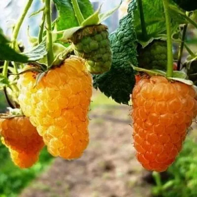 Малина ОРАНЖЕВОЕ ЧУДО  Малина ОРАНЖЕВОЕ ЧУДО в Ростове-на-Дону