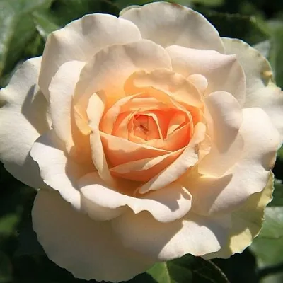 Саженцы роз САН СУСИ флорибунда  Саженцы роз САН СУСИ флорибунда в Ростове-на-Дону