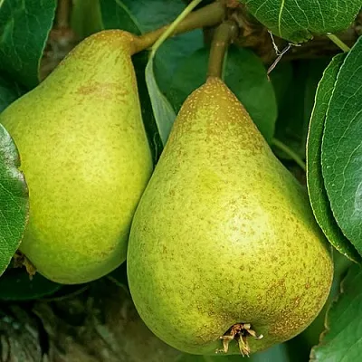 Груша Г-6 колонновидная  Груша Г-6 колонновидная в Ростове-на-Дону