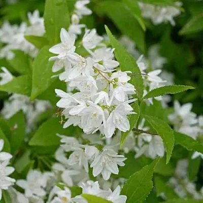 Дейция шершавая  Дейция шершавая в Ростове-на-Дону