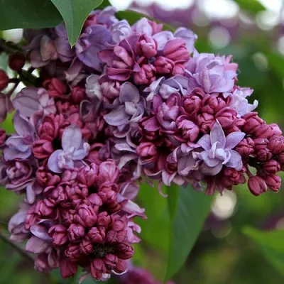 Сирень П.П.КОНЧАЛОВСКИЙ  Сирень П.П.КОНЧАЛОВСКИЙ в Ростове-на-Дону