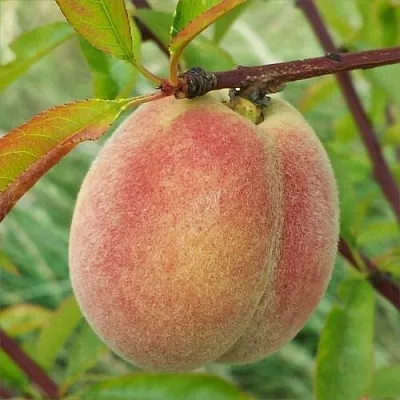 Персик ЕЛГАВСКИЙ  Персик ЕЛГАВСКИЙ в Ростове-на-Дону