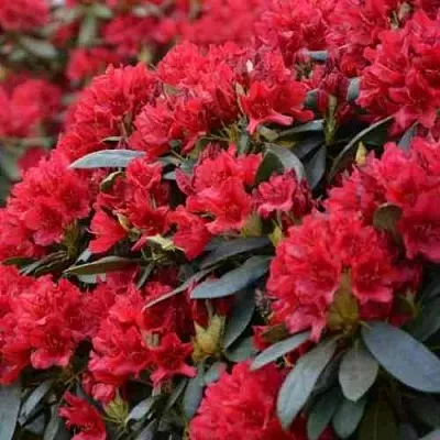 Рододендрон БУЗУКИ  Рододендрон БУЗУКИ в Ростове-на-Дону