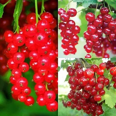 Комплект КРАСНЫЙ УРОЖАЙ в Ростове-на-Дону