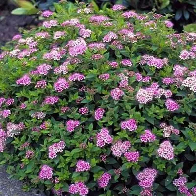 Спирея ЛИТЛ ПРИНЦЕСС японская  Спирея ЛИТЛ ПРИНЦЕСС японская в Ростове-на-Дону