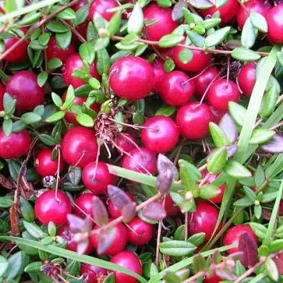 Клюква ПИЛИГРИМ  Клюква ПИЛИГРИМ в Ростове-на-Дону