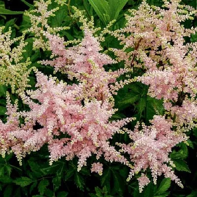 Астильба СЕСТРА ТЕРЕЗА Арендса  Астильба СЕСТРА ТЕРЕЗА Арендса в Ростове-на-Дону