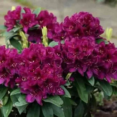 Рододендрон КАЛИ  Рододендрон КАЛИ в Ростове-на-Дону