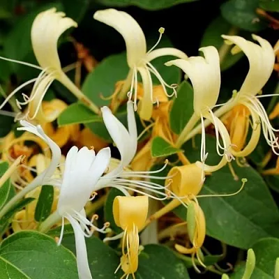 Жимолость ХАЛЛИАНА японская (Хелиана)  Жимолость ХАЛЛИАНА японская (Хелиана) в Ростове-на-Дону