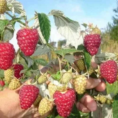 Малина ЖАР-ПТИЦА в Ростове-на-Дону