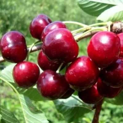 Вишня ВЯНОК — описание сорта Вишня ВЯНОК в Ростове-на-Дону