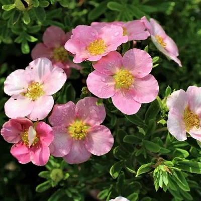 Лапчатка ЛАВЛИ ПИНК кустарниковая  Лапчатка ЛАВЛИ ПИНК кустарниковая в Ростове-на-Дону