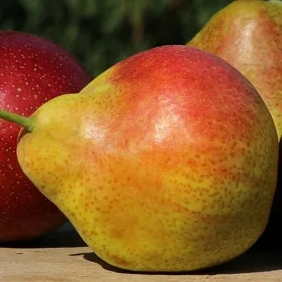 Груша ТАТЬЯНА  Груша ТАТЬЯНА в Ростове-на-Дону