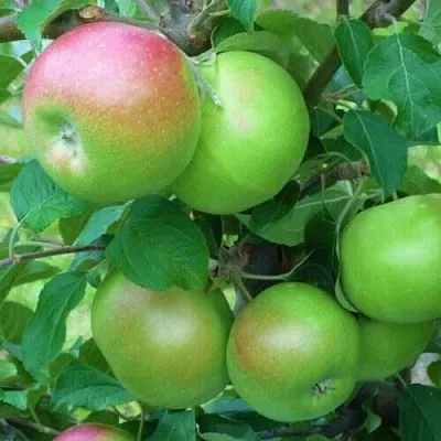 Яблоня НАВАВИТА  Яблоня НАВАВИТА в Ростове-на-Дону