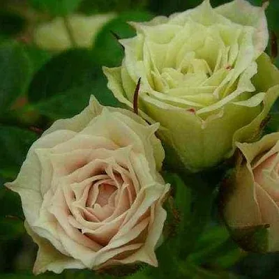 Саженцы роз ГРИН ДАЙМОНД миниатюрная  Саженцы роз ГРИН ДАЙМОНД миниатюрная в Ростове-на-Дону