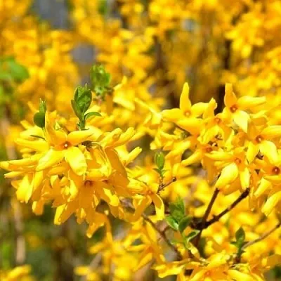 Форзиция  Форзиция в Ростове-на-Дону