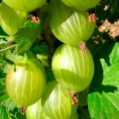 Крыжовник МАЛАХИТ  Крыжовник МАЛАХИТ в Ростове-на-Дону