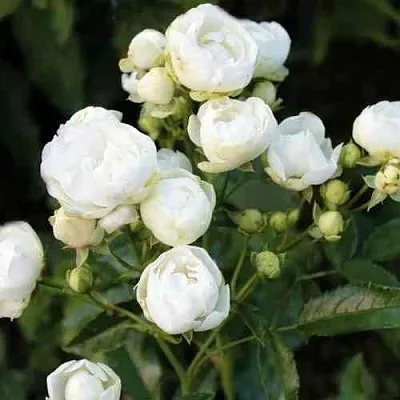 Саженцы роз УАЙТ МОРСДАГ полиантовая  Саженцы роз УАЙТ МОРСДАГ полиантовая в Ростове-на-Дону