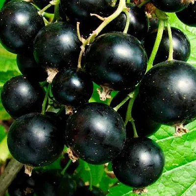 Чёрная в Ростове-на-Дону