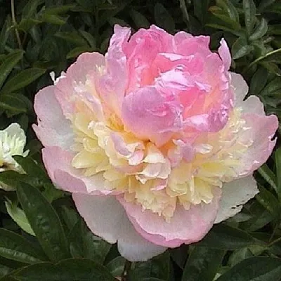 Пион РАСБЕРРИ САНДЕЙ травянистый  Пион РАСБЕРРИ САНДЕЙ травянистый в Ростове-на-Дону