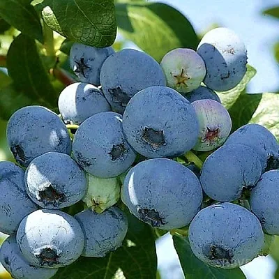 Голубика НУИ  Голубика НУИ в Ростове-на-Дону