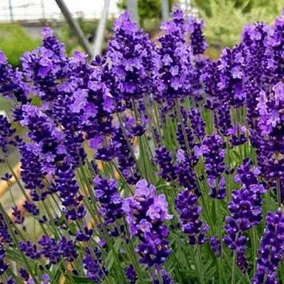 Лаванда ХИДКОТ БЛЮ узколистная  Лаванда ХИДКОТ БЛЮ узколистная в Ростове-на-Дону