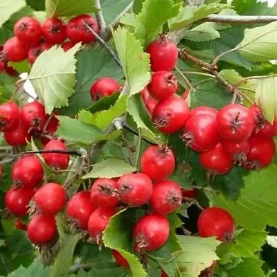 Боярышник СВАЯК  Боярышник СВАЯК в Ростове-на-Дону