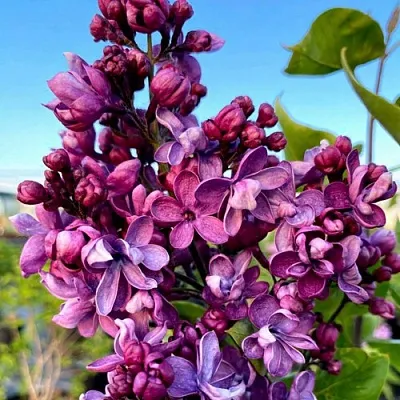 Сирень ВИОЛЕТТА в Ростове-на-Дону