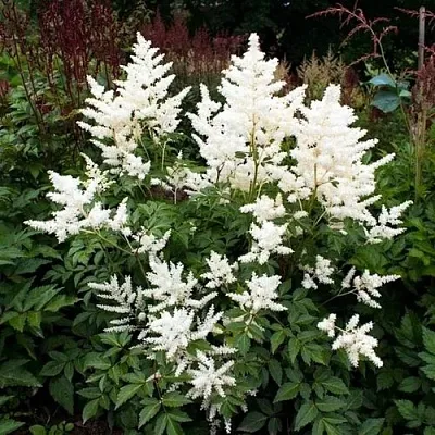 Астильба ДОЙЧЛАНД японская  Астильба ДОЙЧЛАНД японская в Ростове-на-Дону