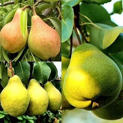 Комплект НАСТОЯЩИЙ ВОСТОРГ в Ростове-на-Дону