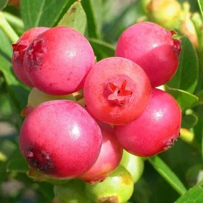 Голубика ПИНК ЛИМОНАД  Голубика ПИНК ЛИМОНАД в Ростове-на-Дону