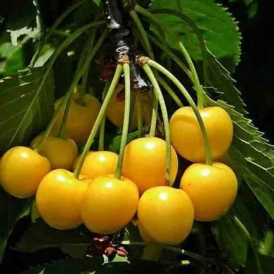 Черешня ЧЕРМАШНАЯ  Черешня ЧЕРМАШНАЯ в Ростове-на-Дону