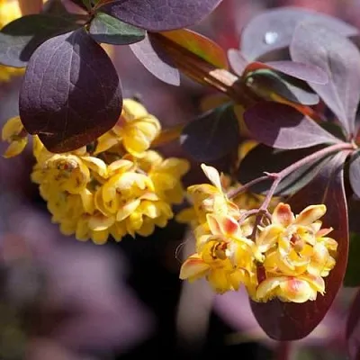 Барбарис  Барбарис в Ростове-на-Дону