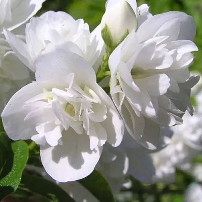 Жасмин ЖИРАНДОЛЬ  Жасмин ЖИРАНДОЛЬ в Ростове-на-Дону