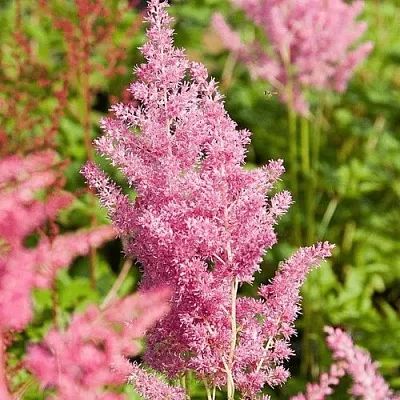 Астильба РЕЙНЛЕНД японская  Астильба РЕЙНЛЕНД японская в Ростове-на-Дону